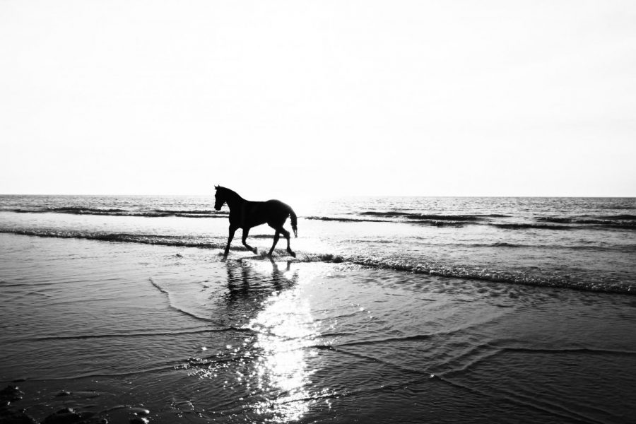 Horse%2C+Beach