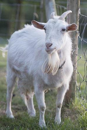 Musings of a Retired Hobby Farmer-Goats
