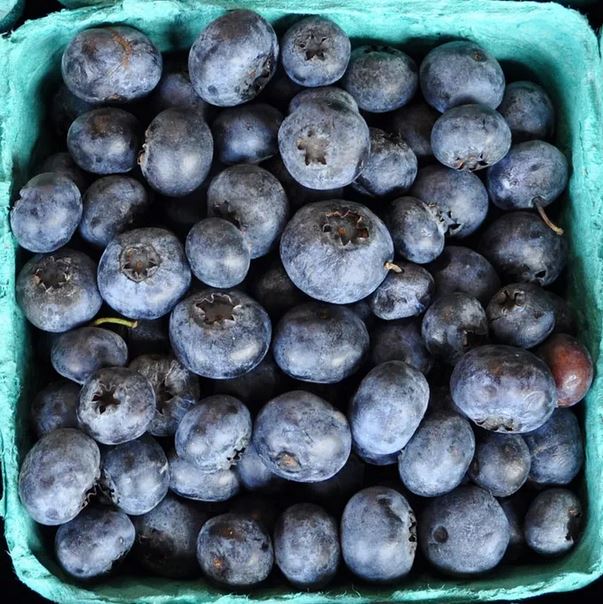 Moldy Blueberries