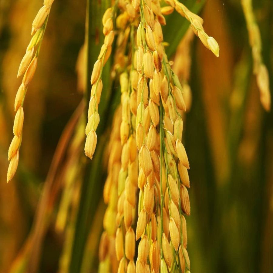 The History of Rice Farming within the Cape Fear Region