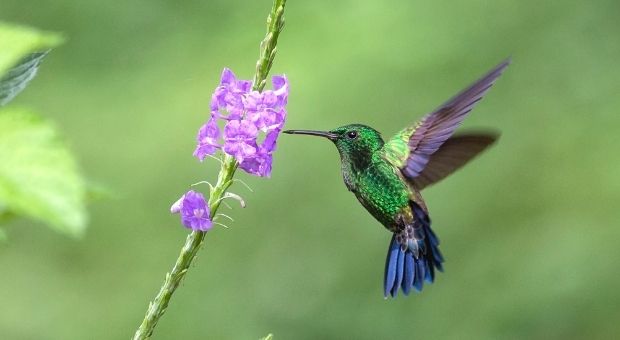 Hummingbirds+-