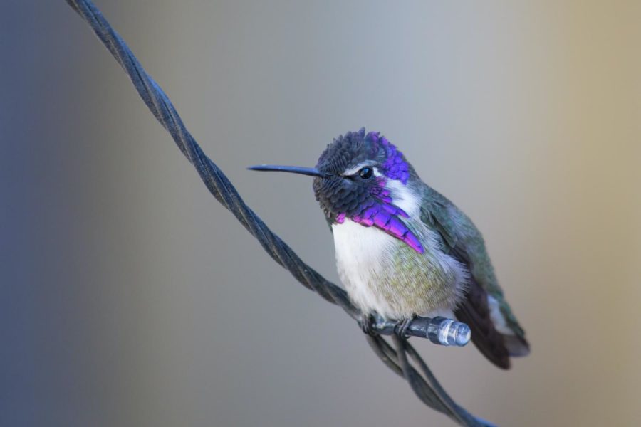Hummingbirds - Part 3 of 3