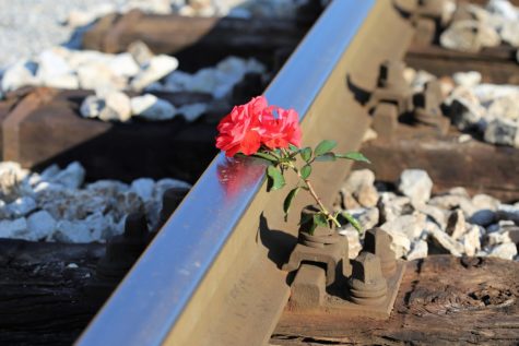 "Rose on the Train Tracks" Pixabay.com