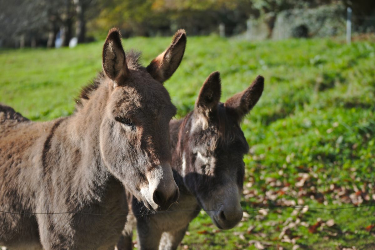 Two burros