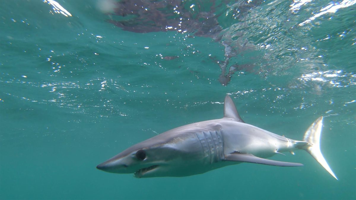 Shortfin Mako shark. 