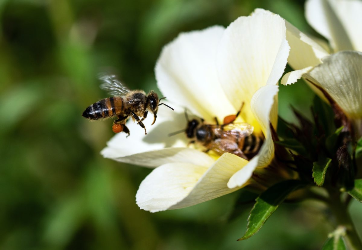 Honeybees+and+Beekeeping%2C+Part+One