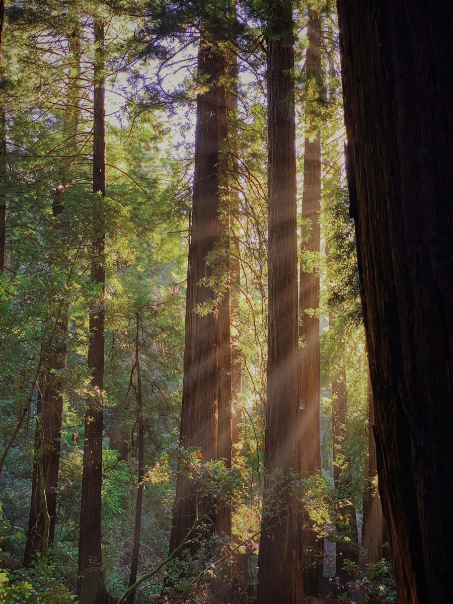 The Redwood Tree
