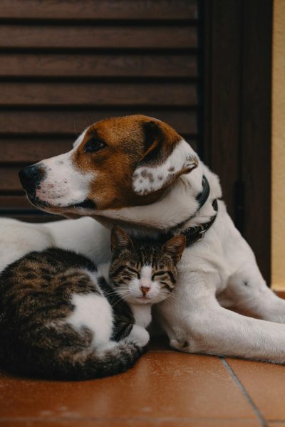Which is Better as Your First Pet? Cats or Dogs?