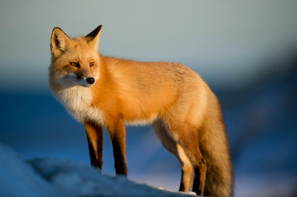 Red Foxes Are Cool