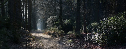 Mystical Fairy Walk Path in forest 

