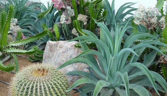 Sharjah, UAE ( United Arab Emirates) of a collection of rare and endangered cacti and succulents.

 