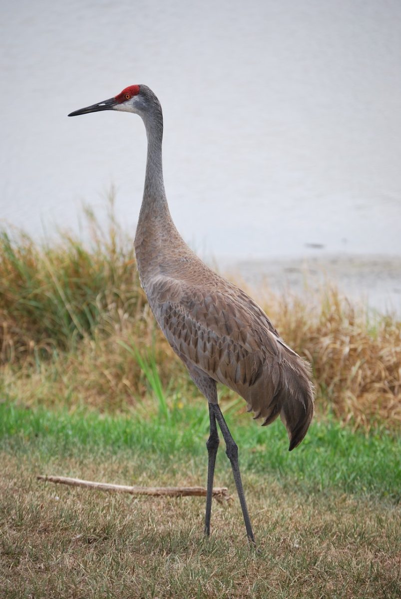 Sandhill Cranes: Beautiful Ballerina Birds