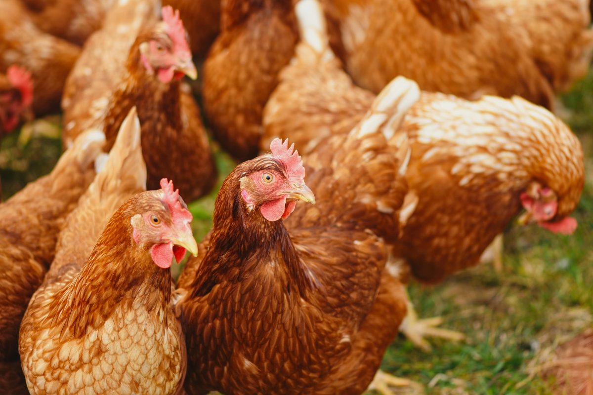 Jose’s heart pounded with the foreboding of crated chickens in a runaway 18-wheeler.